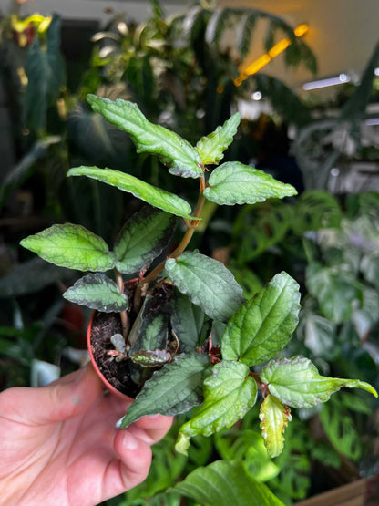 Pellionia repens