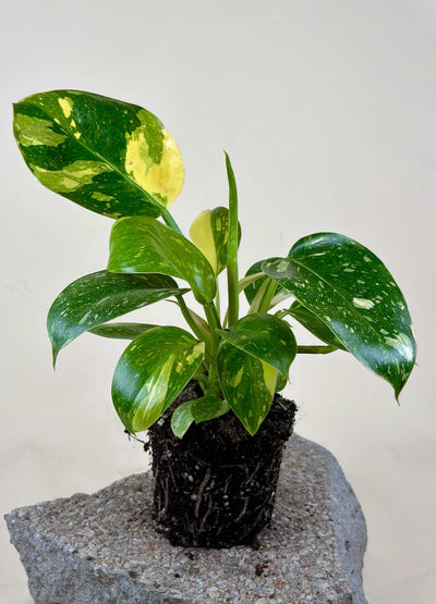 Philodendron 'Green Congo' Variegata