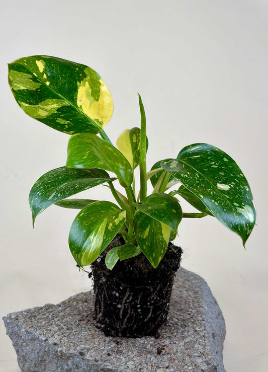 Philodendron 'Green Congo' Variegata