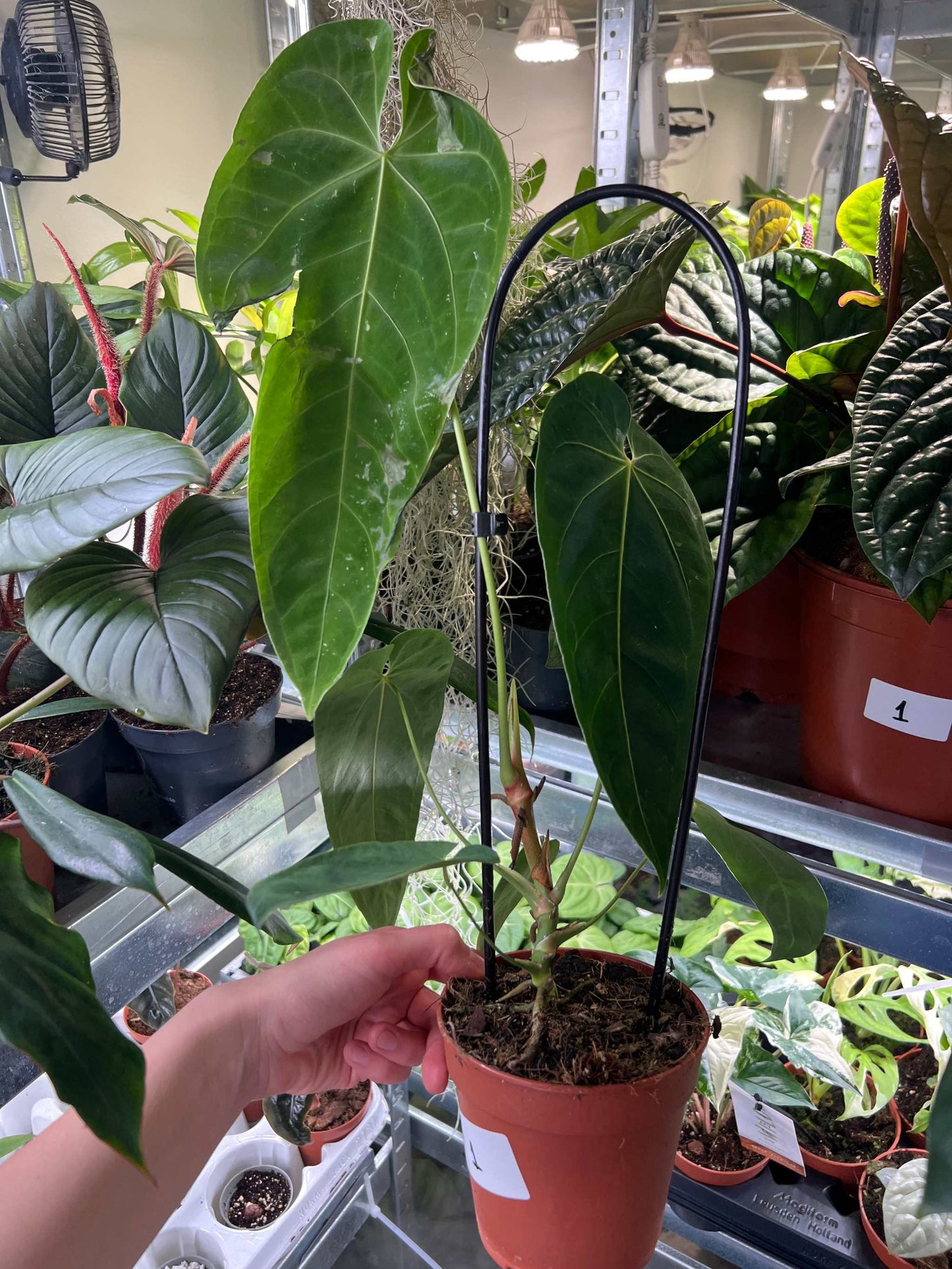 Anthurium queremalense