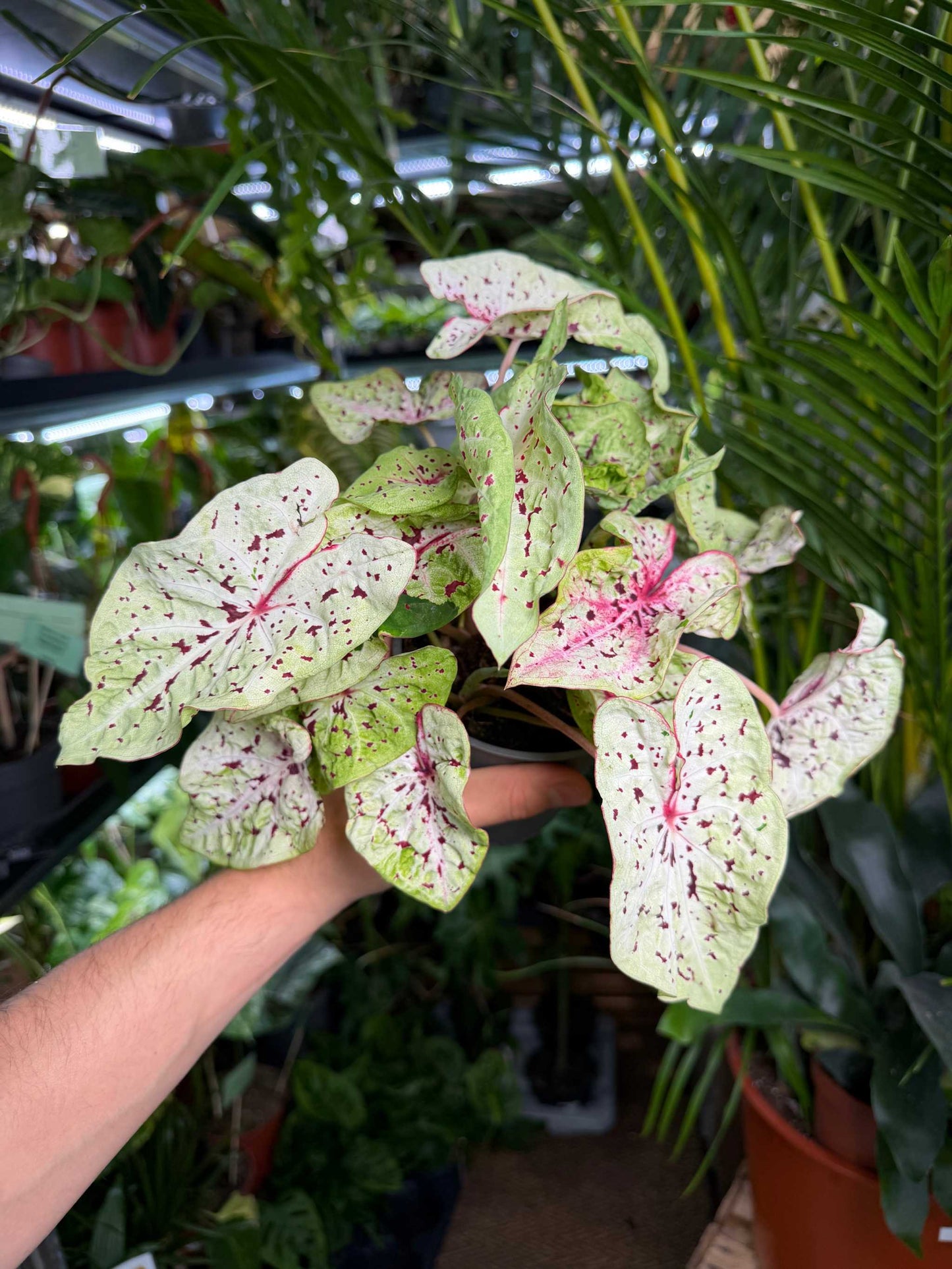 Caladium bicolor