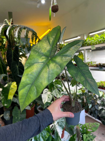 Alocasia princeps 'Purple Cloak'
