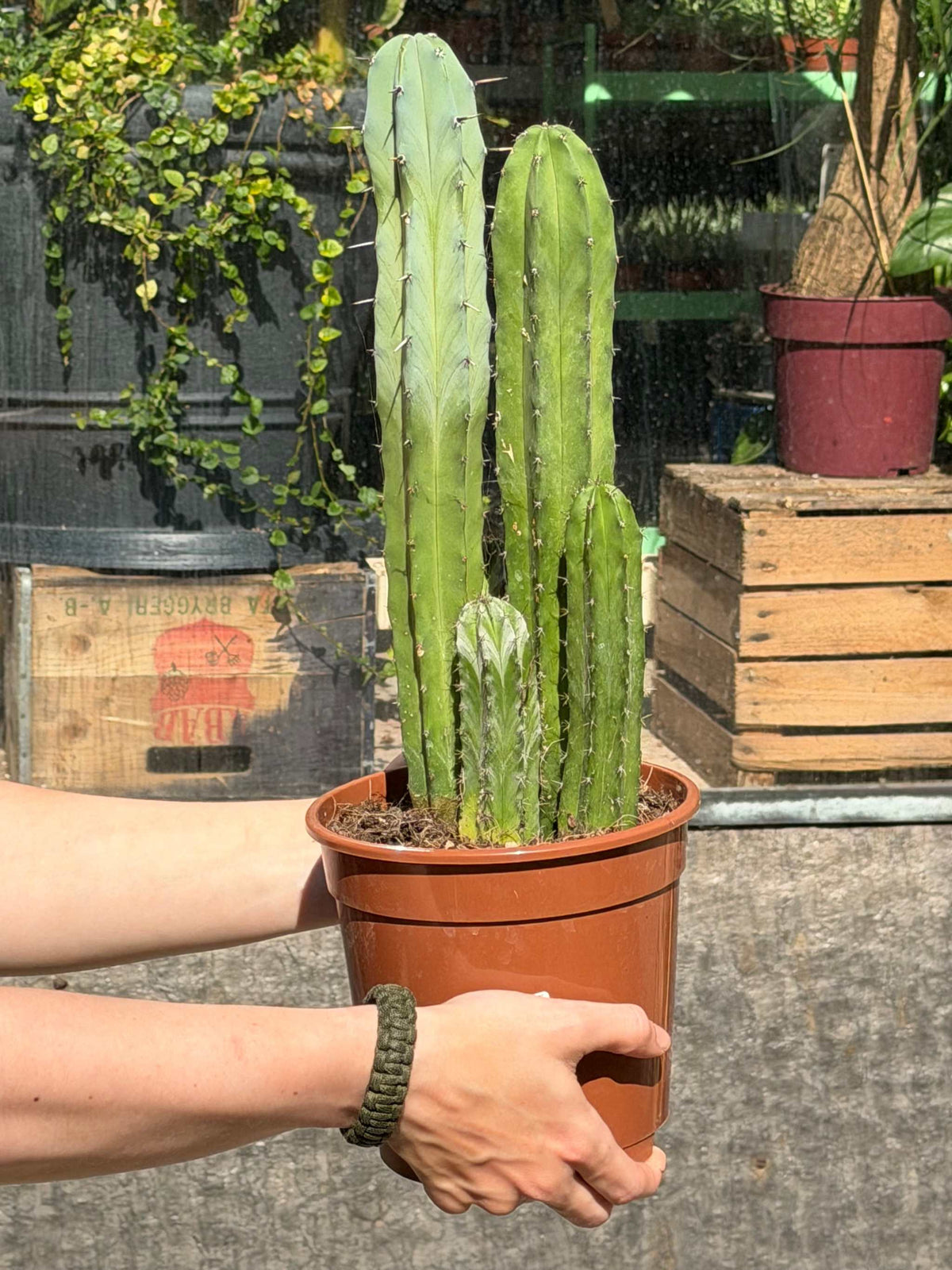 Myrtillocactus geometrizans 'Blaubeerkaktus'