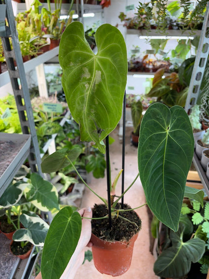Anthurium queremalense