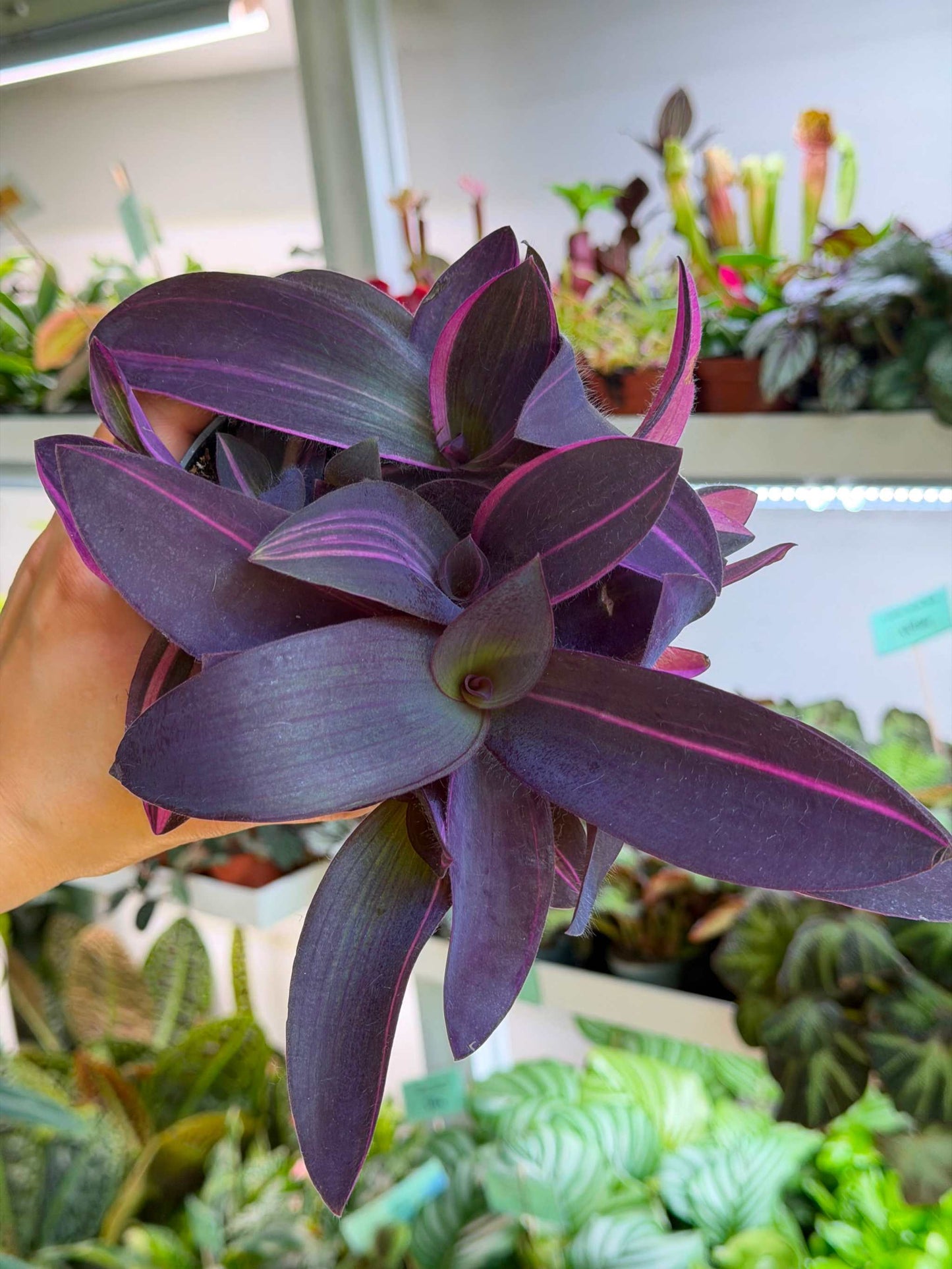 Tradescantia pallida 'pink stripe'
