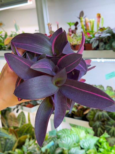 Tradescantia pallida 'pink stripe'
