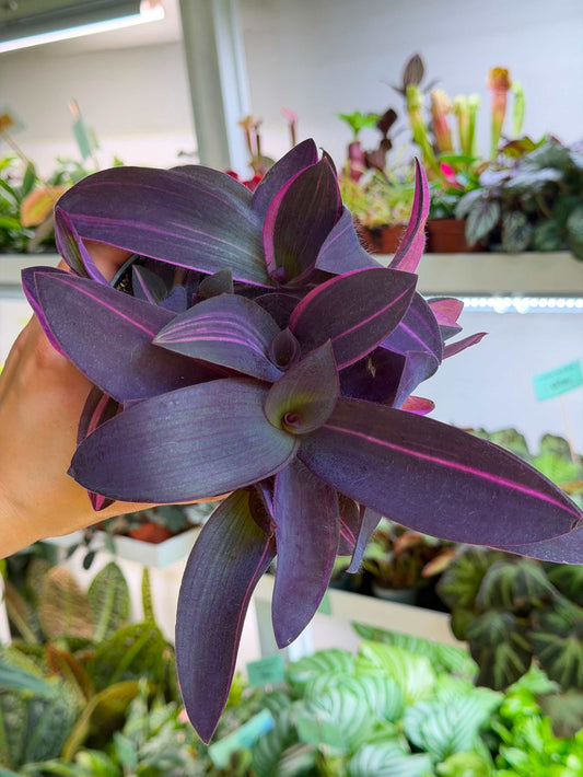 Tradescantia pallida 'pink stripe'