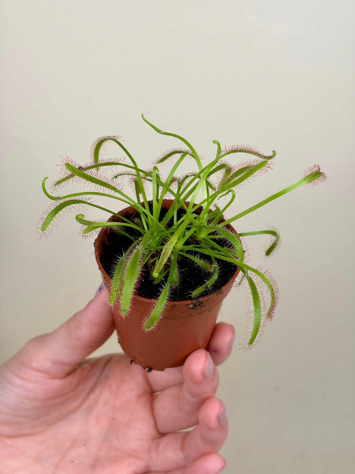 Drosera capensis