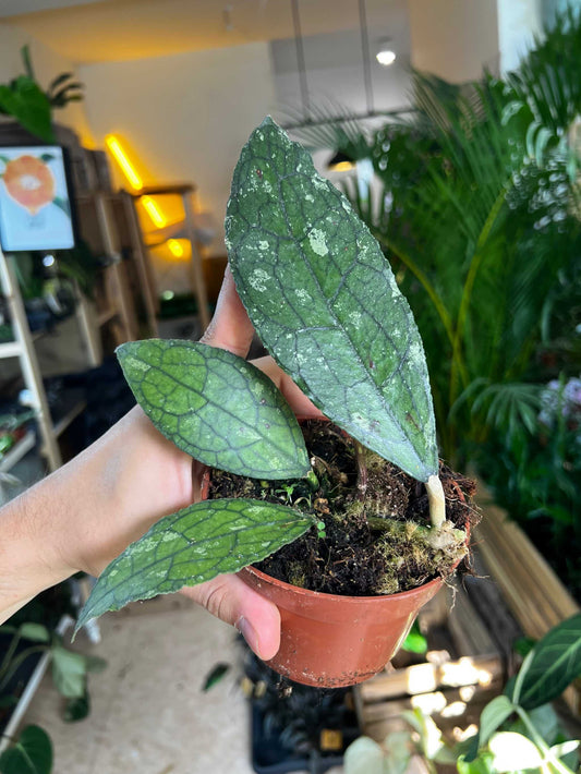 Hoya aff. clemensiorum