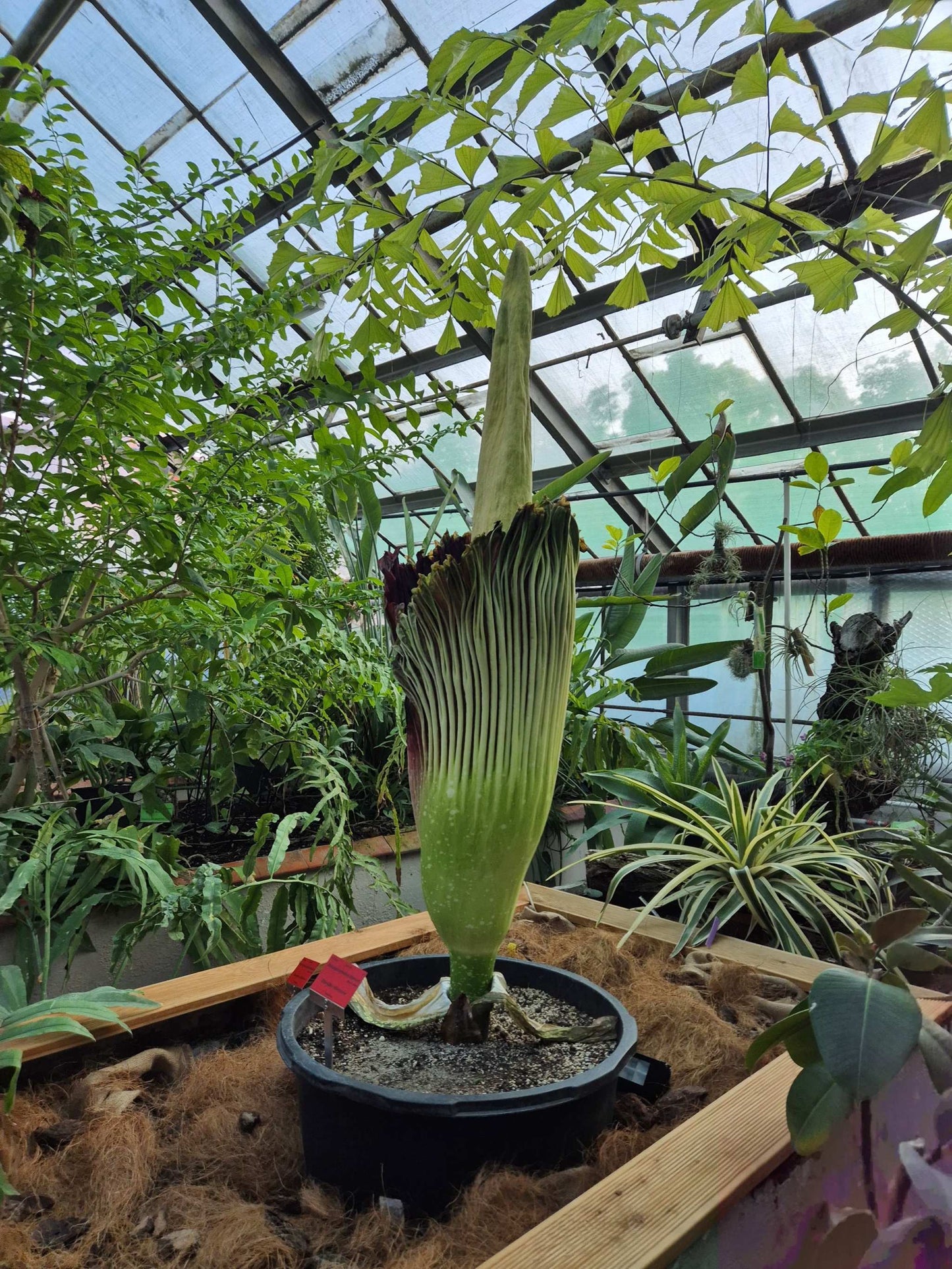 Amorphophallus titanum 