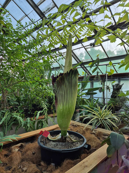 Amorphophallus titanum 