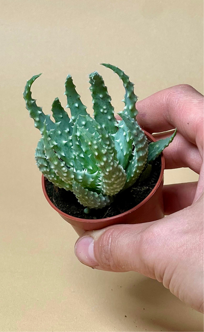 Aloe humilis 'vårtaloe'