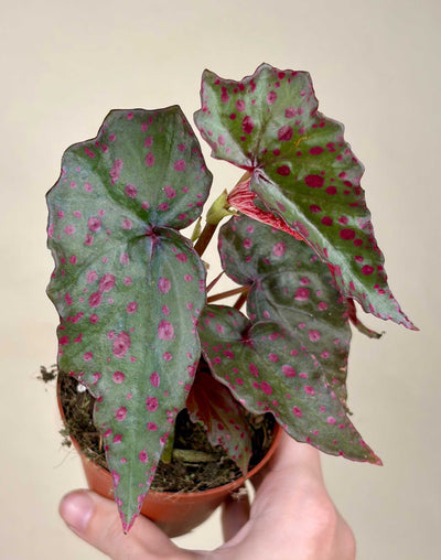 Begonia amphioxus × malachosticta