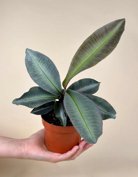 Labisia pumila