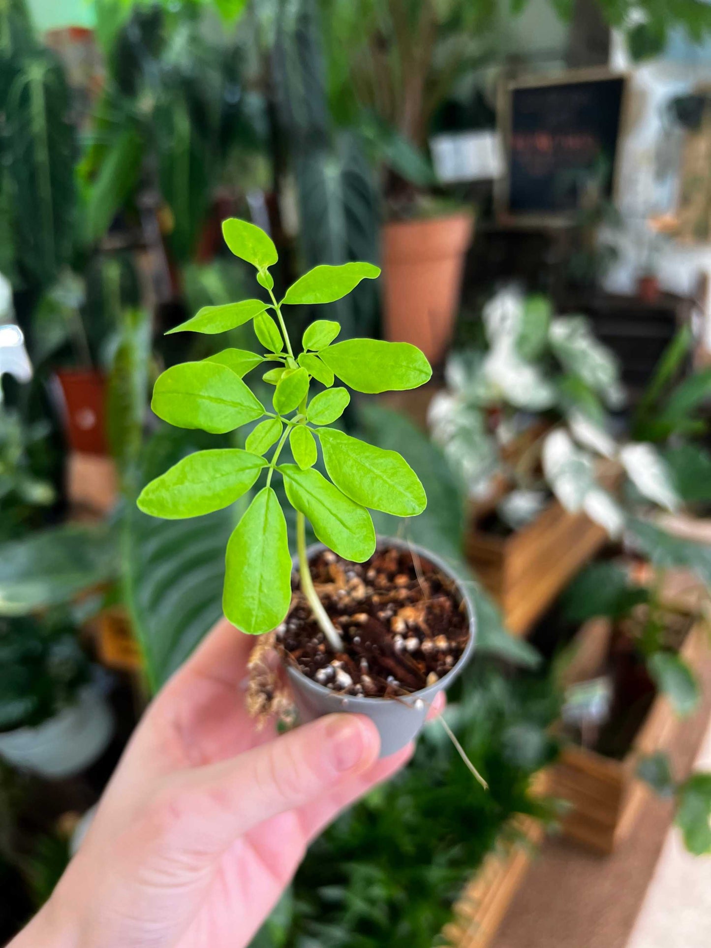 Moringa oleifera | Pepparrotsträd