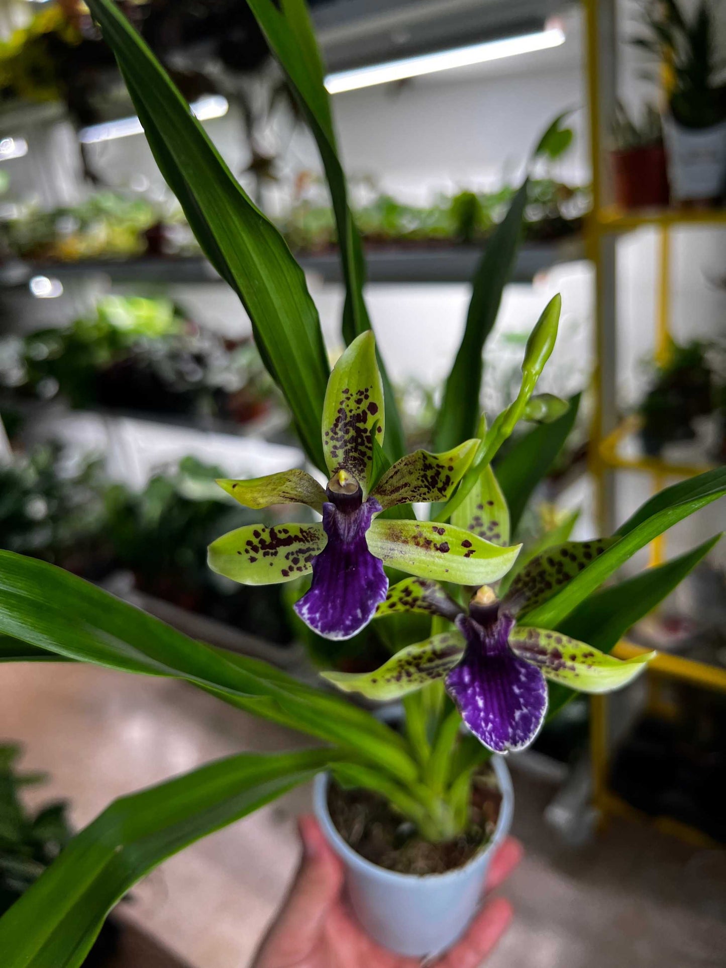 Zygopetalum-Orchidee