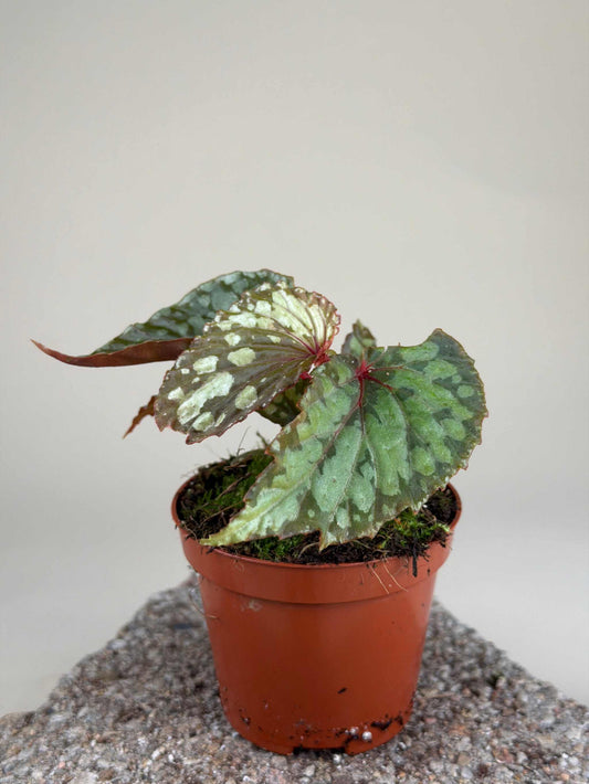 Begonia 'Lucifer'