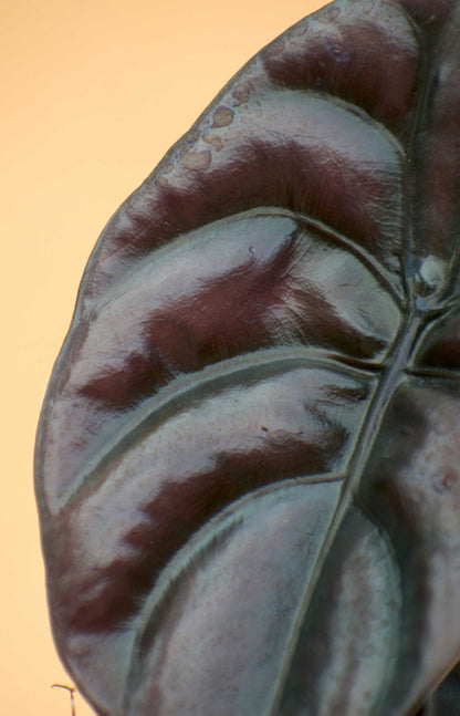 Alocasia cuprea 'Red Secret'