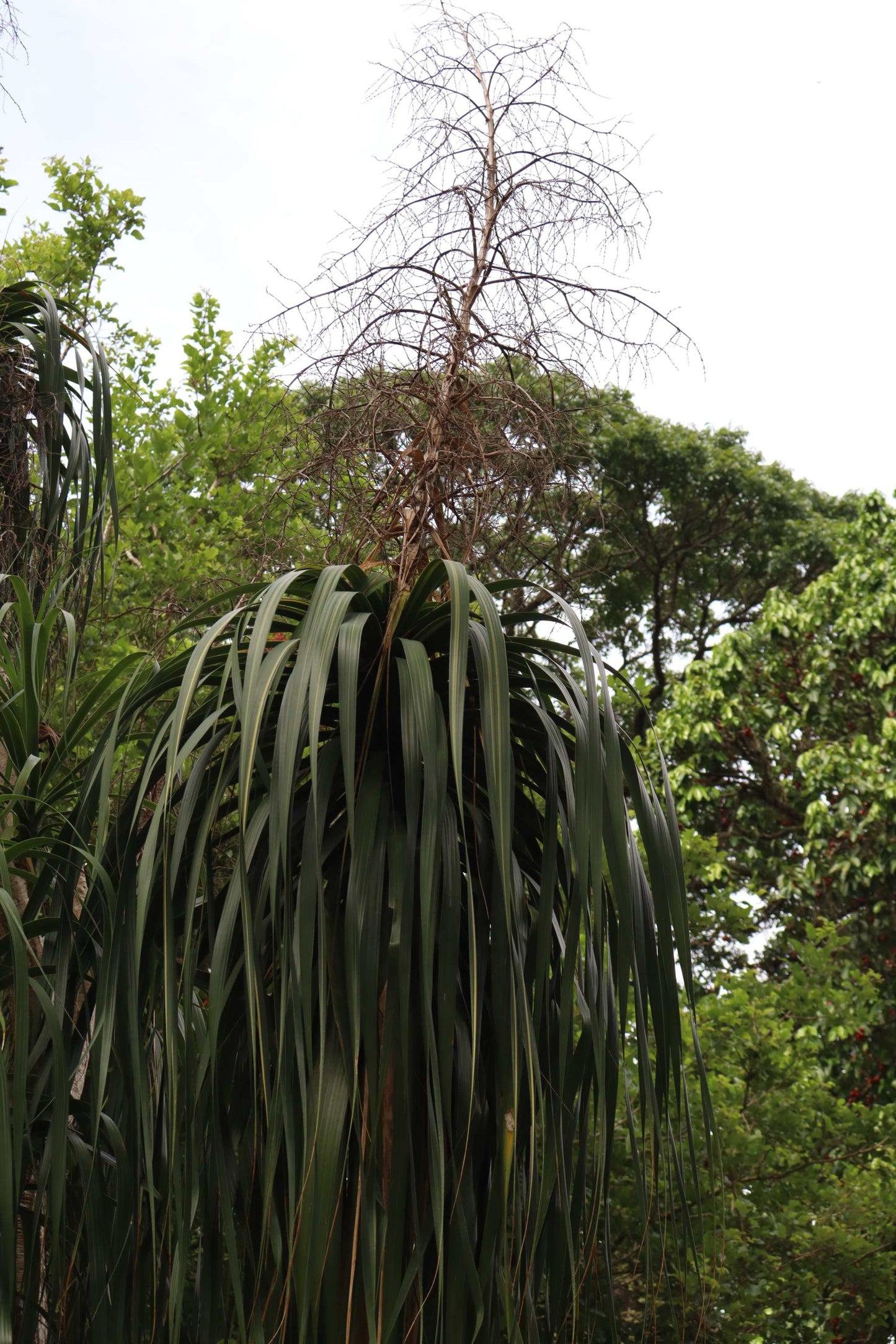 Beaucarnea recurvata 'Flasklilja'