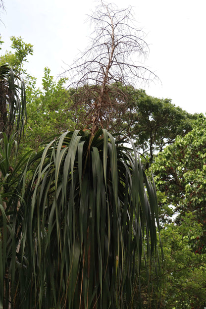 Beaucarnea recurvata 'Flasklilja'