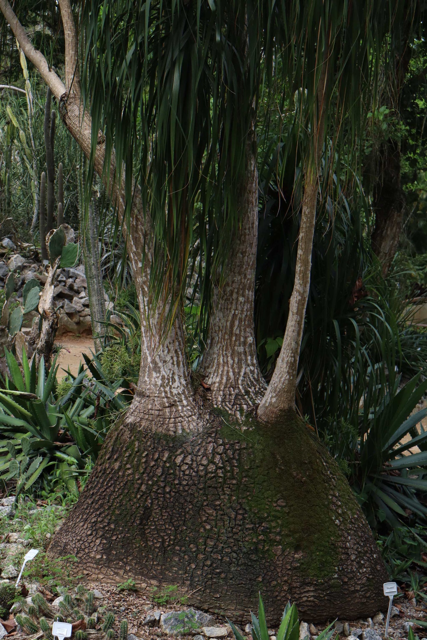 Beaucarnea recurvata 'Flasklilja'