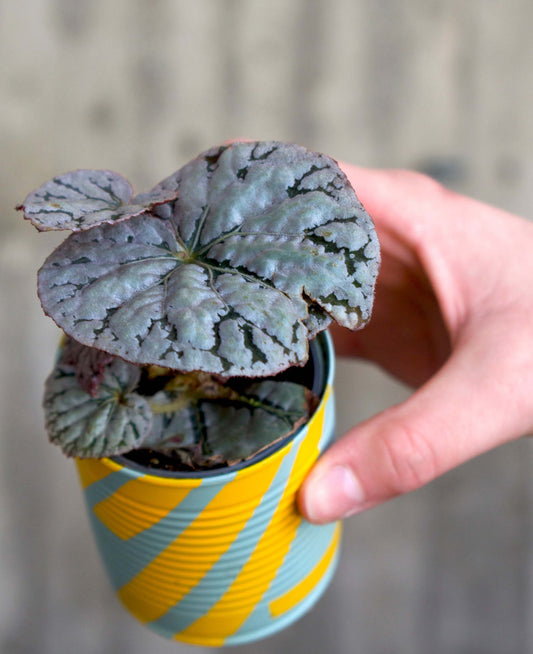 Begonia 'Silver dollar'