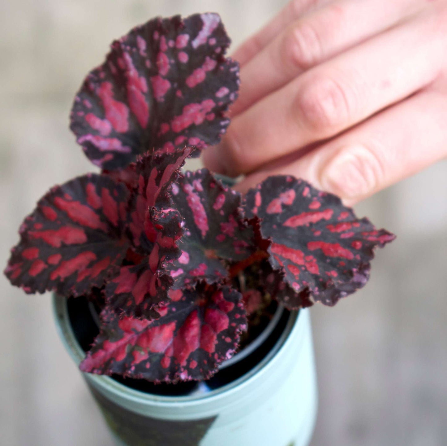 Begonia Rex 'Etna'
