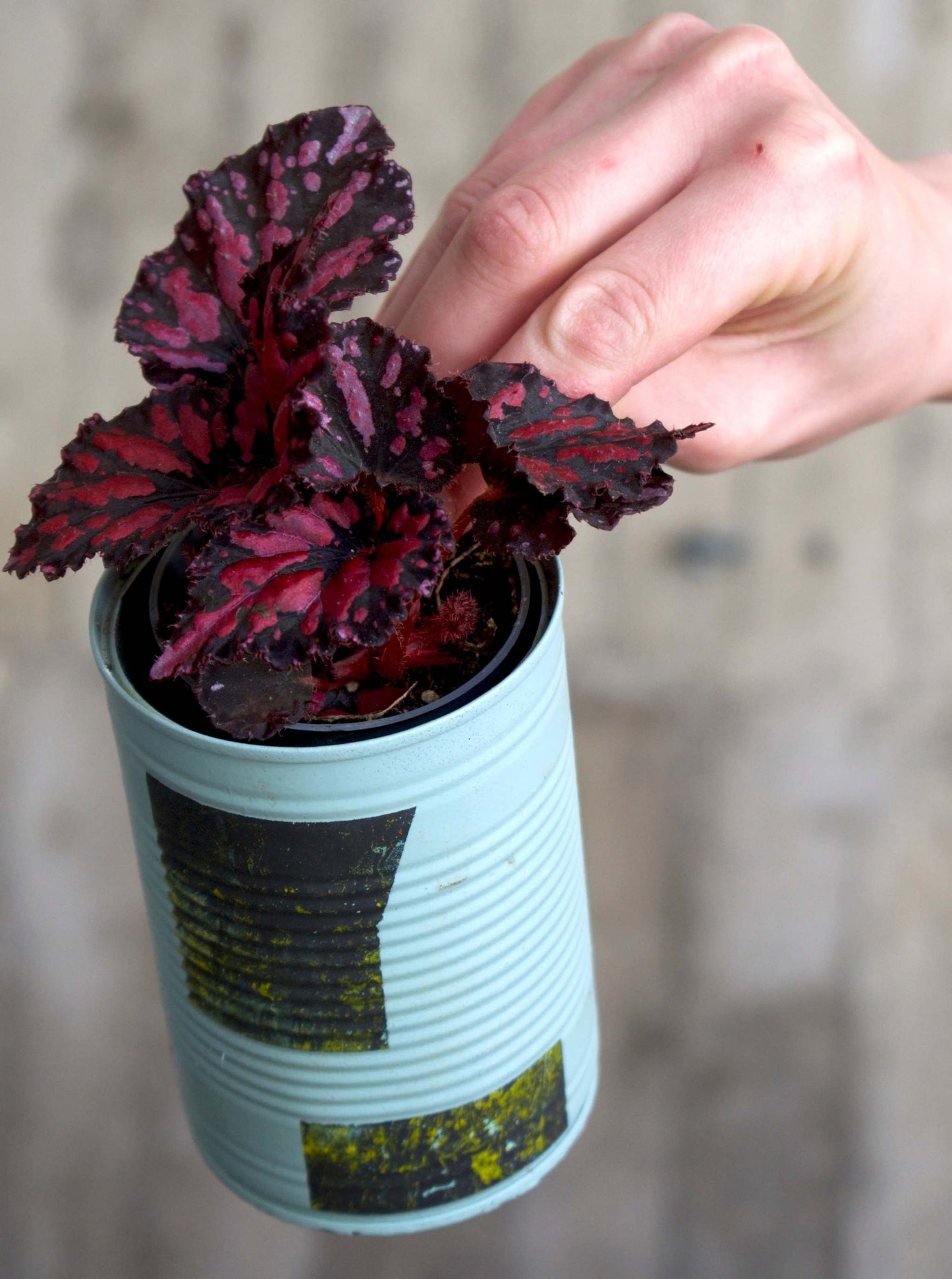 Begonia Rex 'Etna'