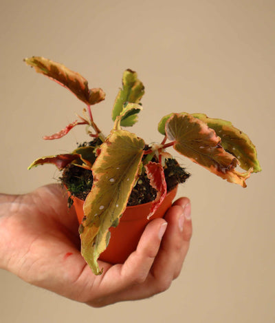 Begonia Dainty Spray Sport variegated