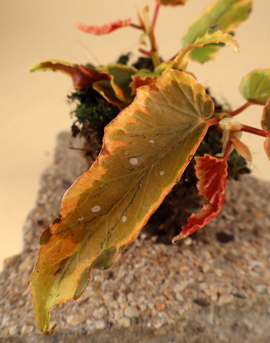 Begonia Dainty Spray Sport variegated