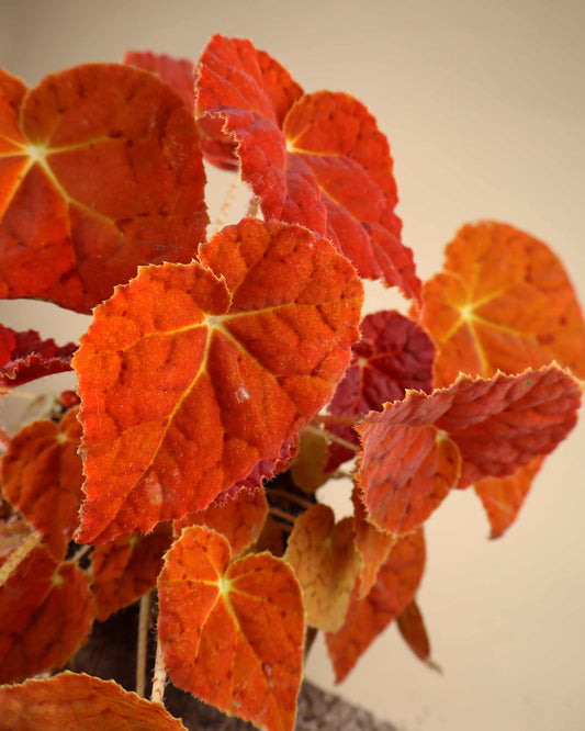 Begonia 'Autumn Ember'