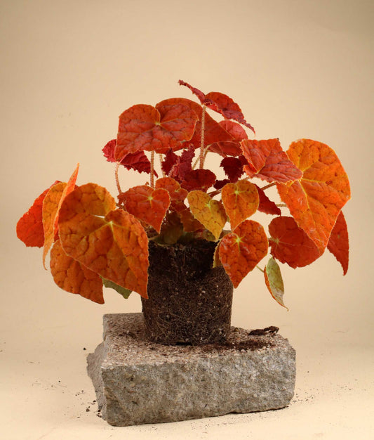 Begonia 'Autumn Ember'