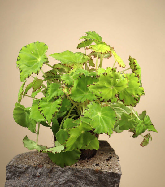 Begonia 'Lima Love'