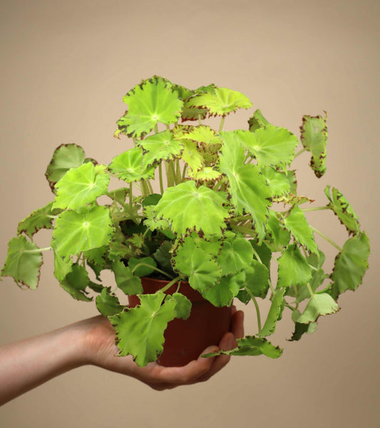 Begonia 'Lima Love'