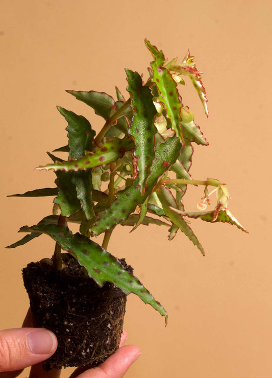 Begonia_amphioux