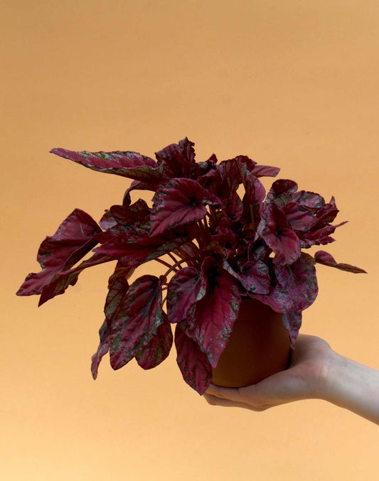 Begonia rex 'Inca Nights'