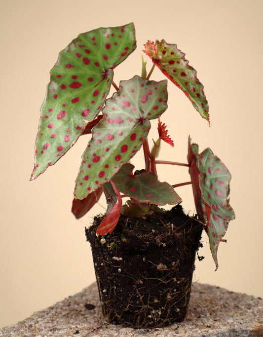 Begonia amphioxus × malachosticta