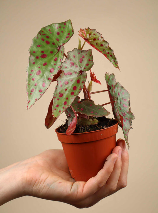 Begonia amphioxus × malachosticta