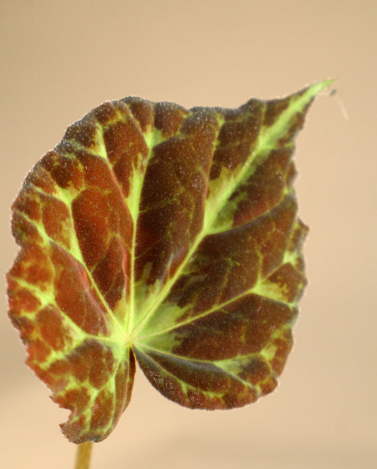 Begonia barsalouxiae
