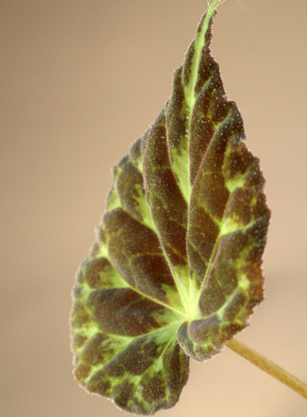 Begonia barsalouxiae