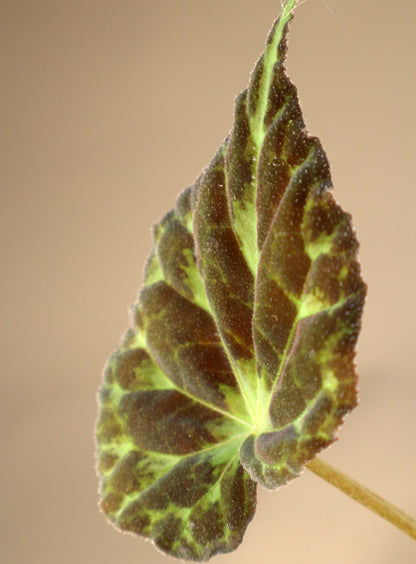 Begonia barsalouxiae