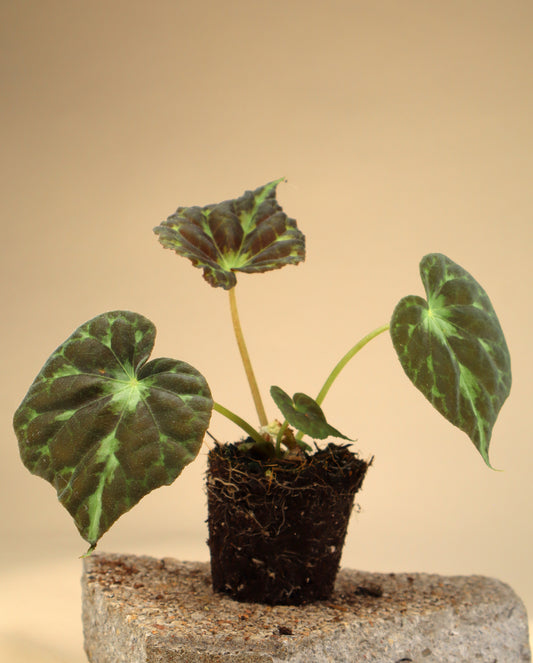 Begonia barsalouxiae
