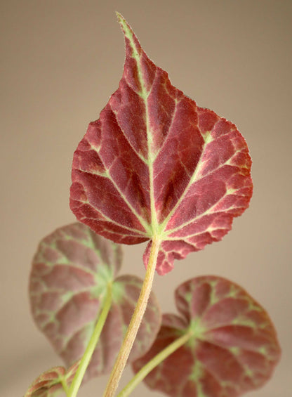 Begonia barsalouxiae