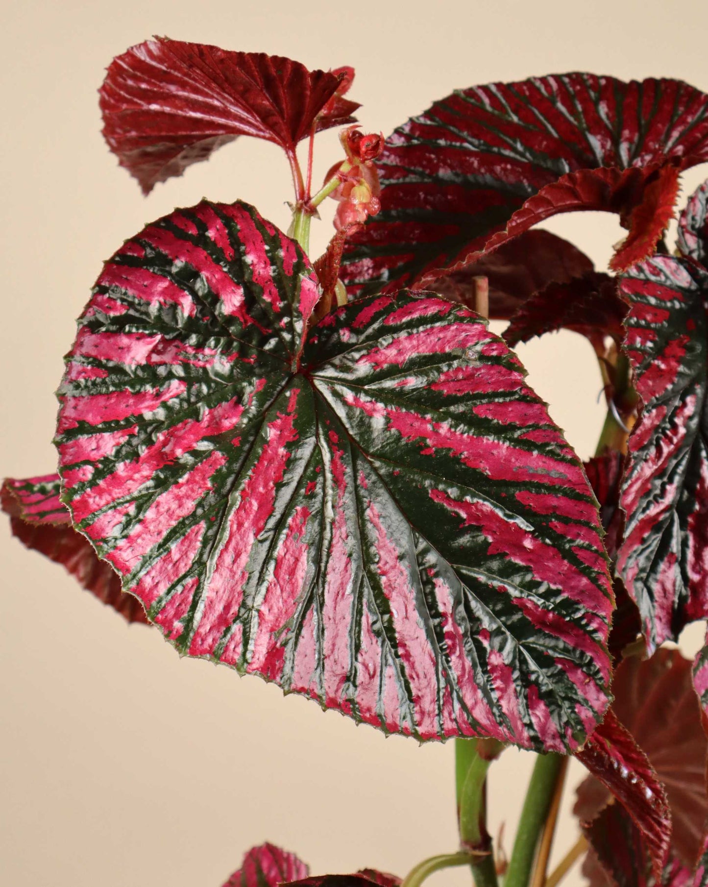 Begonia brevirimosa