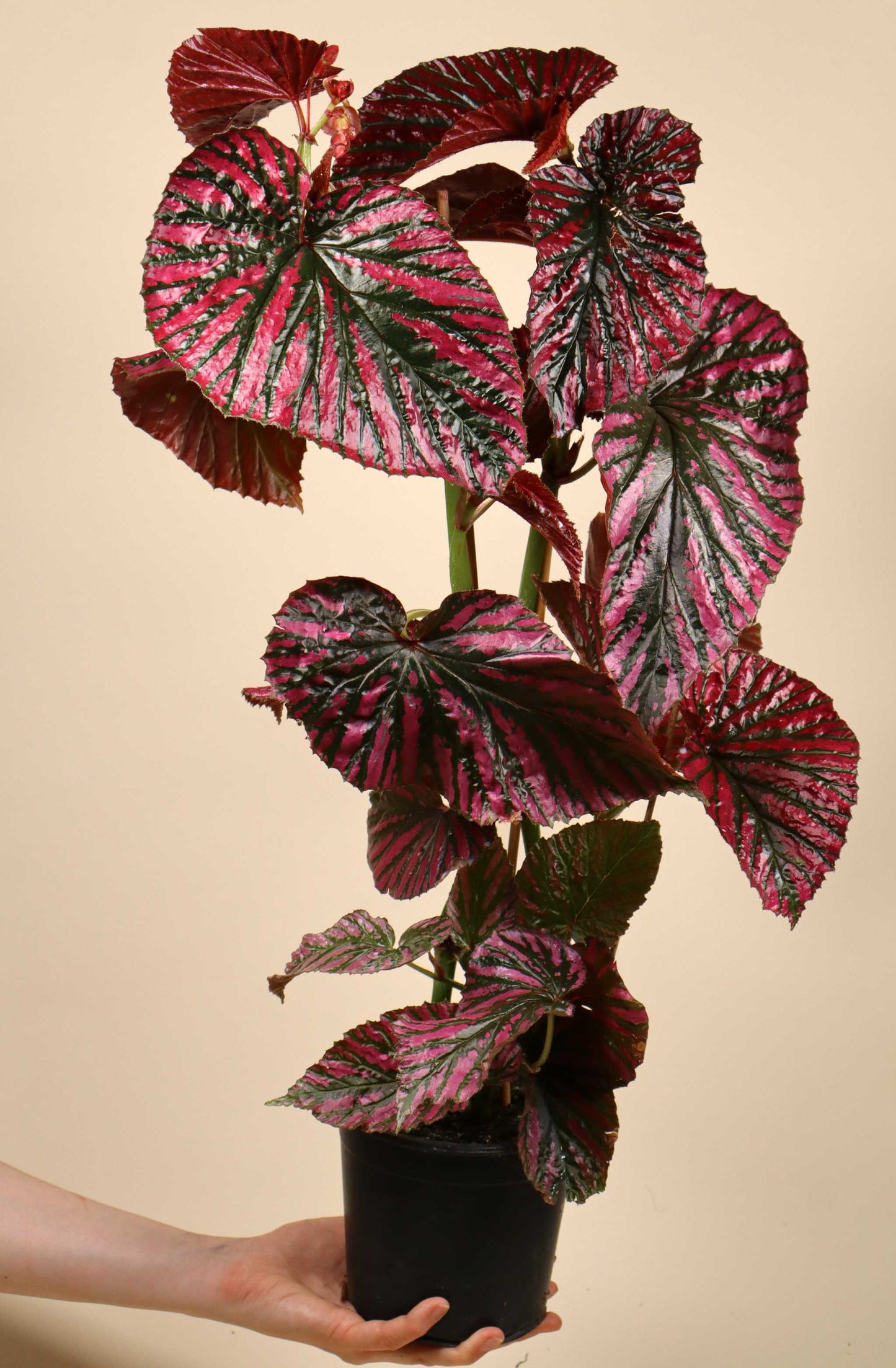 Begonia brevirimosa