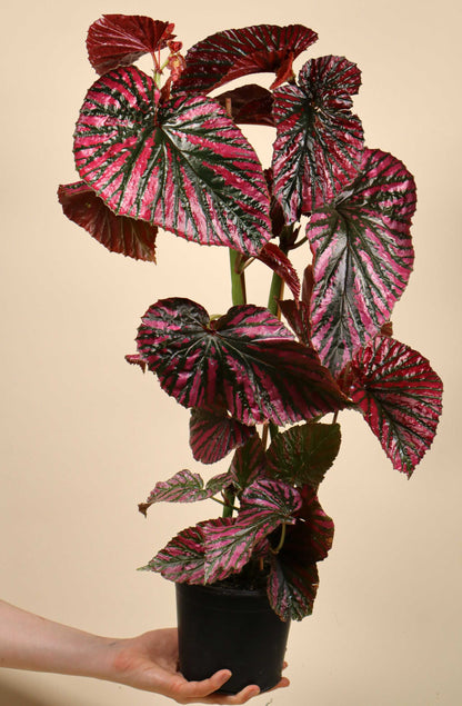 Begonia brevirimosa