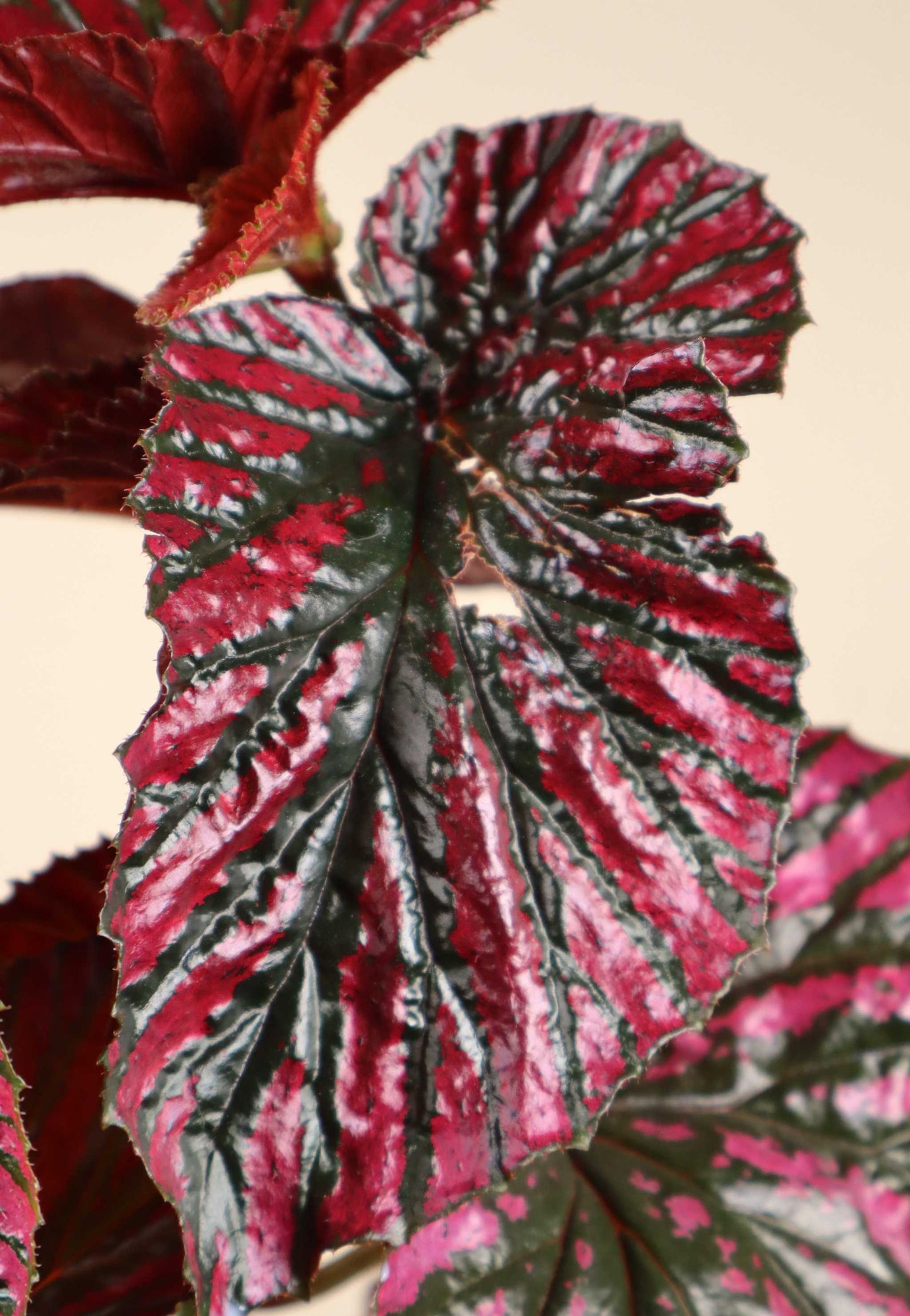 Begonia brevirimosa