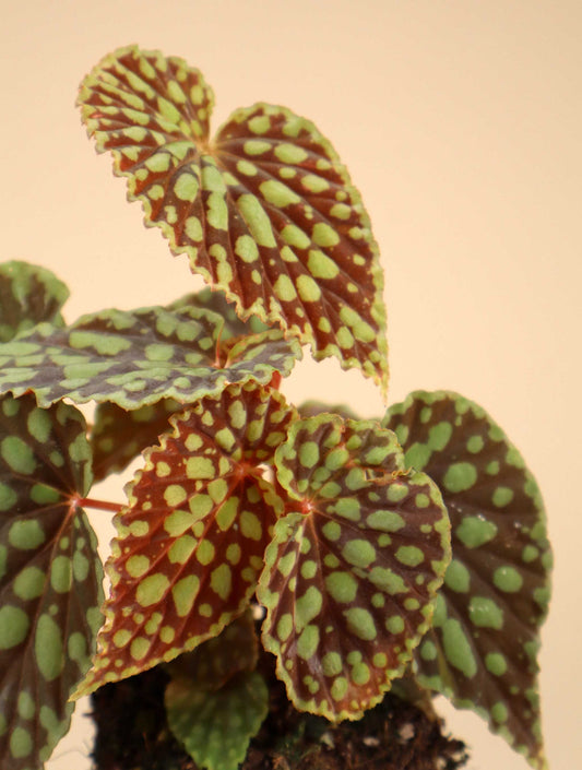 Begonia chlorosticta