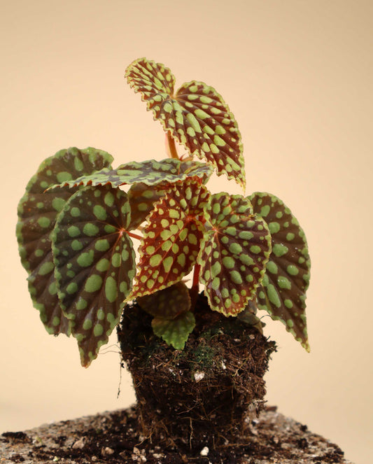 Begonia chlorosticta
