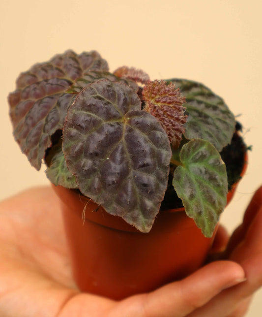 Begonia 'Black Mountain' (B. dracopelta x B. baik)